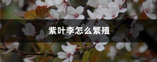 紫叶李怎么繁殖