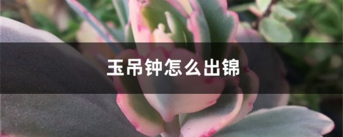 玉吊钟怎么出锦